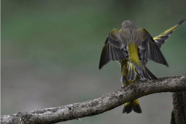 Anne Thebault - oiseaux gif