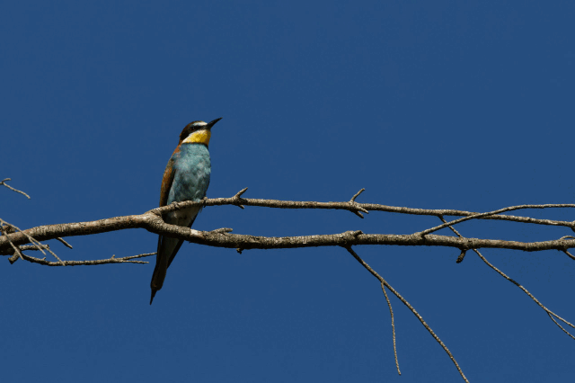 Anne Thebault - oiseau et insecte gif